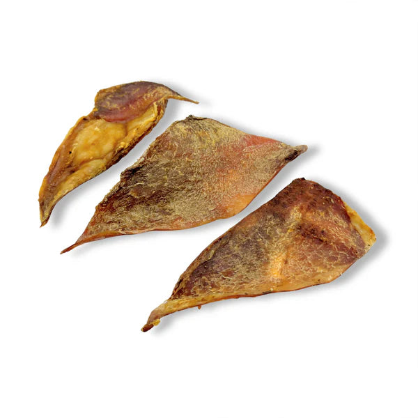 Natural air dried beef moon bones on a plain white background