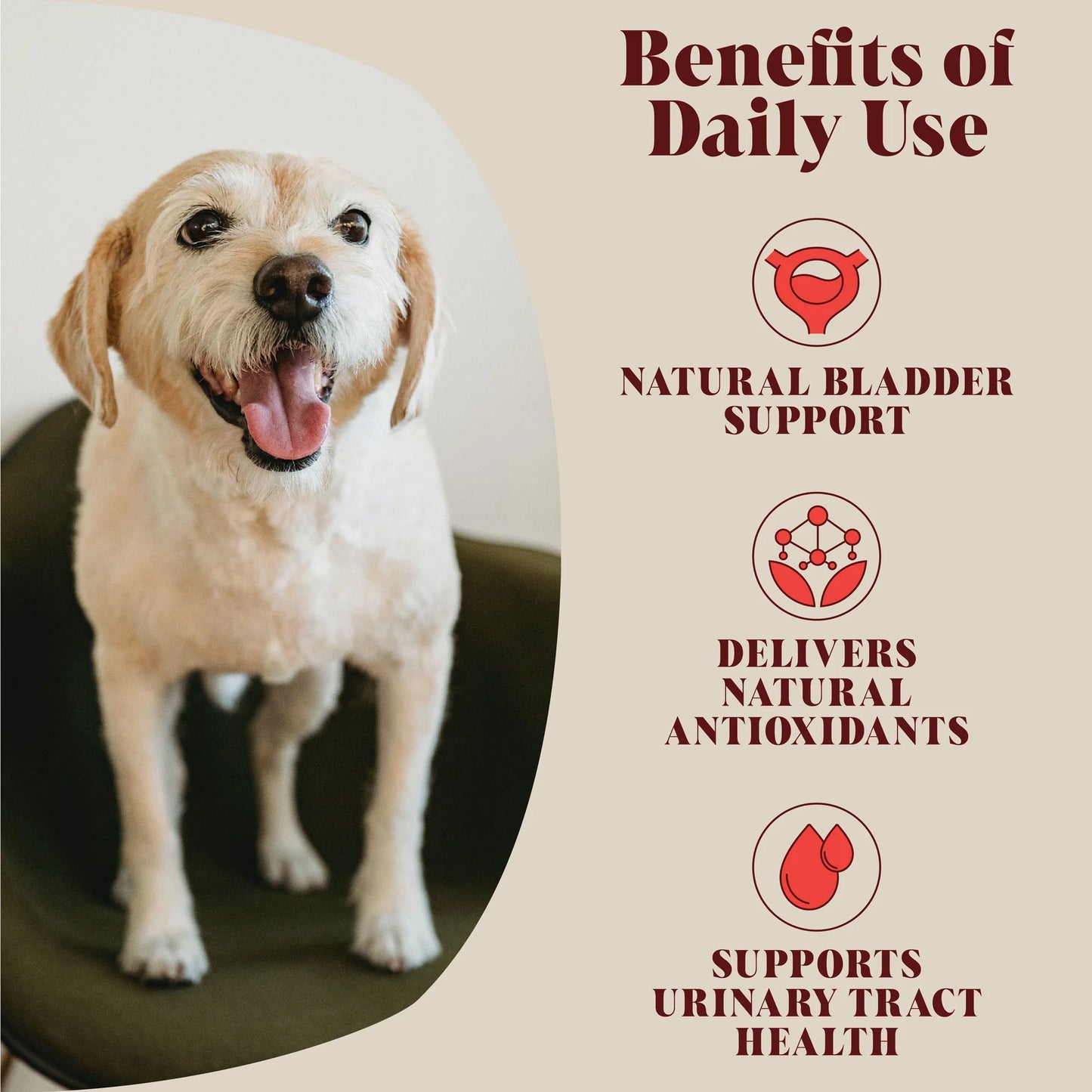 An image of a dog to the left hand side with the right hand side being a description of the benefits of the all natural urinary cranbery topper from bladder support to urinary tract health