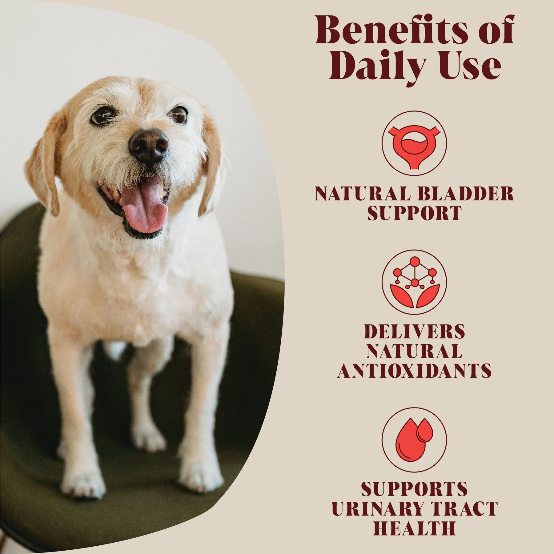 An image of a dog to the left hand side with the right hand side being a description of the benefits of the all natural urinary cranbery topper from bladder support to urinary tract health